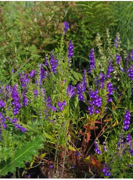 Scutellaria baicalensis