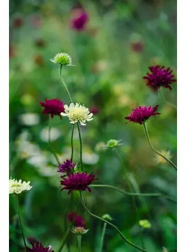 Beth Chatto Greetings card