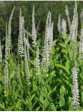 Veronicastrum virginicum 'Album'