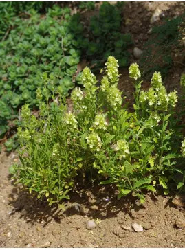 Sideritis hyssopifolia