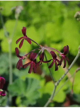 Pelargonium sidoides Black Form