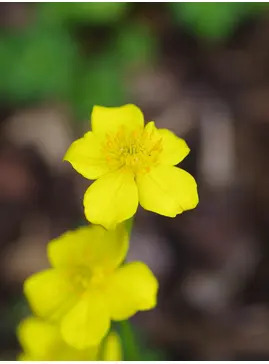 Trollius pumilus