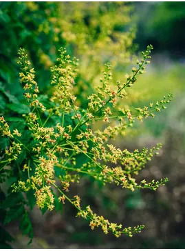 Koelreuteria paniculata
