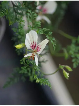 Pelargonium longicaule