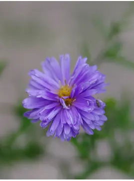 Symphyotrichum novi-belgii 'Blue Eyes'