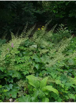 Heuchera villosa var. macrorrhiza