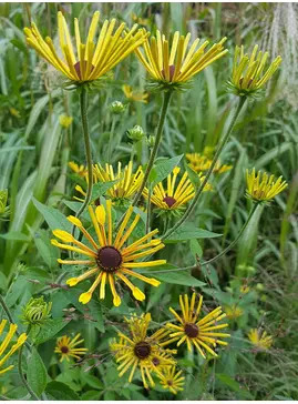 Rudbeckia subtomentosa 'Henry Eilers'