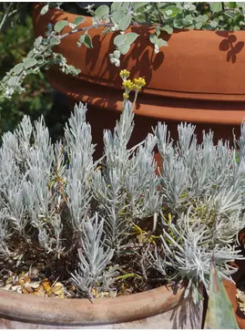 Helichrysum stoechas 'White Barn'