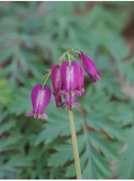 Dicentra formosa Pewter Pink