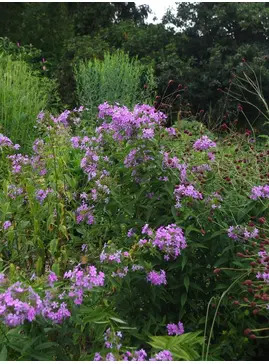 Phlox paniculata wild form Margery Fish