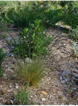 Festuca amethystina