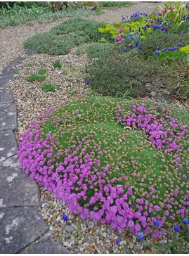Armeria caespitosa 'Bevan's Variety'