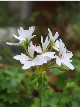 Pelargonium 'Arctic Star'