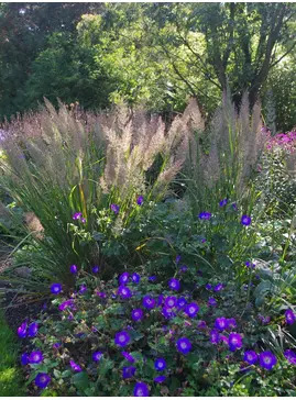 Calamagrostis brachytricha