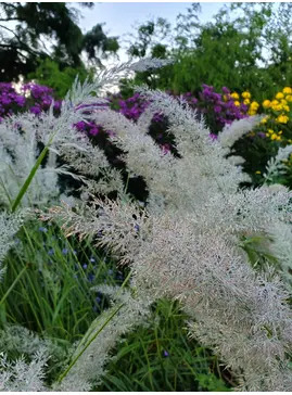 Calamagrostis brachytricha