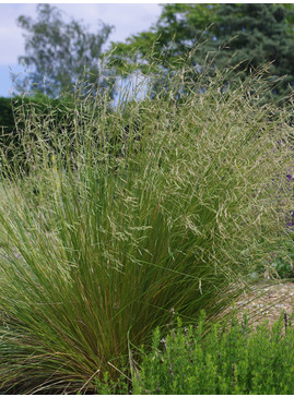 Calamagrostis 'Glenorchy Fireworks'
