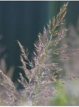 Calamagrostis sp. ex Prague Botanics 