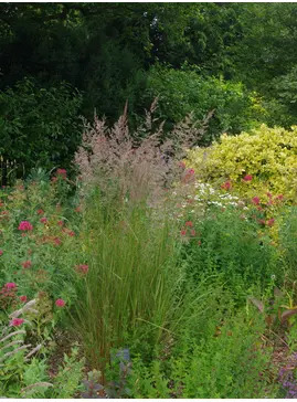 Calamagrostis x acutiflora 'Overdam'