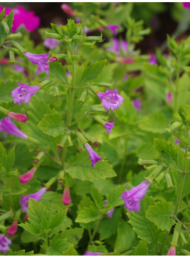 Calamintha grandiflora