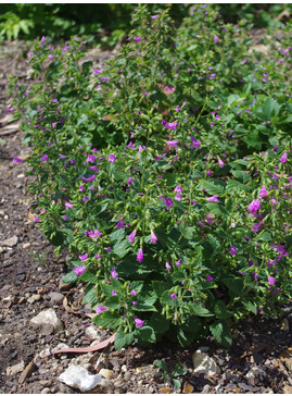 Calamintha grandiflora