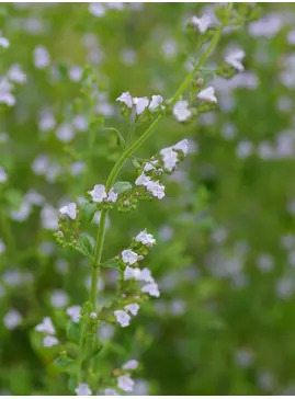 Calamintha nepeta