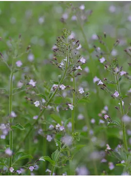 Calamintha nepeta 'Blue Cloud'