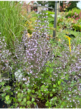 Calamintha nepeta - Good Form