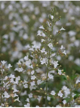 Calamintha nepeta white-flowered 