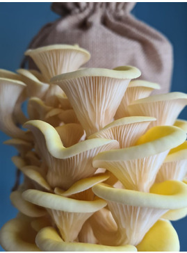 Grow Your Own Oyster Mushrooms