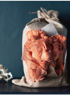Grow Your Own Oyster Mushrooms