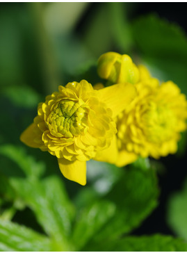 Caltha palustris var. palustris 'Plena'