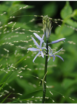 Camassia cusickii