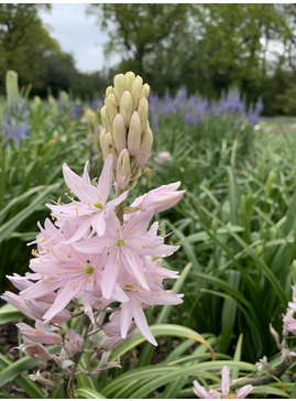 Camassia leichtlinii 'Pink Star' (DB)