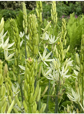 Camassia Mixed