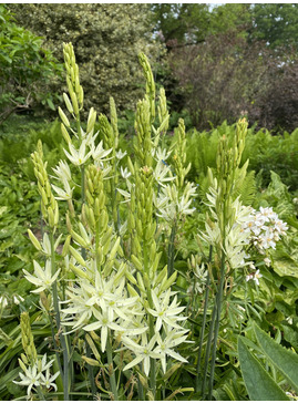 Camassia leichtlinii subsp. leichtlinii (DB)