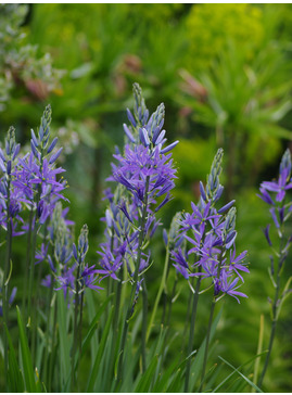 Camassia leichtlinii Caerulea Group (DB)