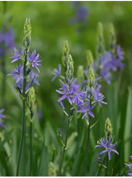 Camassia leichtlinii Caerulea Group (DB)