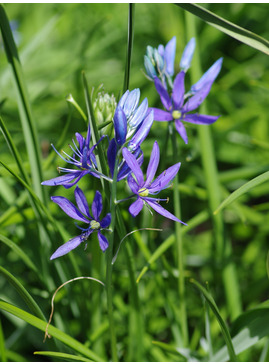 Camassia quamash (5xDB)