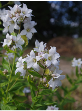 Campanula lactiflora 'Alba'