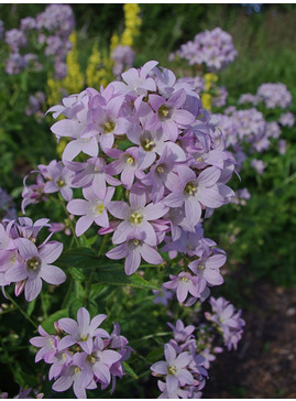 Campanula lactiflora 'Loddon Anna'