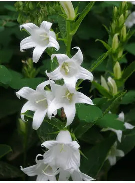 Campanula latifolia var. macrantha  'Alba'