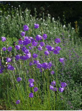 Campanula persicifolia