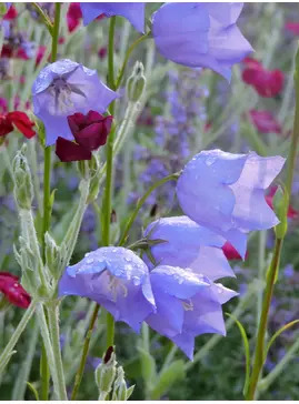 Campanula persicifolia