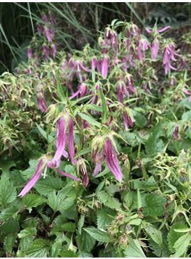 Campanula 'Pink Octopus'