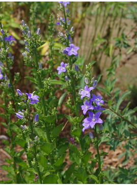 Campanula pyramidalis