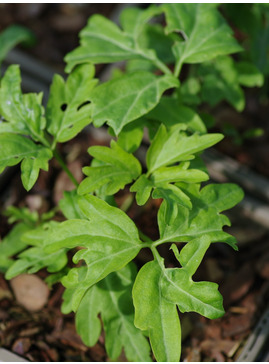 Cardamine diphylla 'Eco Cut Leaf'
