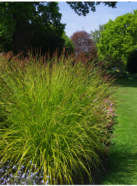 Carex elata 'Aurea'