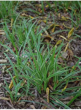 Carex 'Ice Dance'