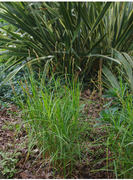Carex muskingumensis