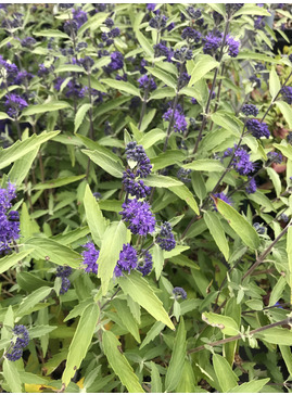 Caryopteris × clandonensis 'Longwood Blue'